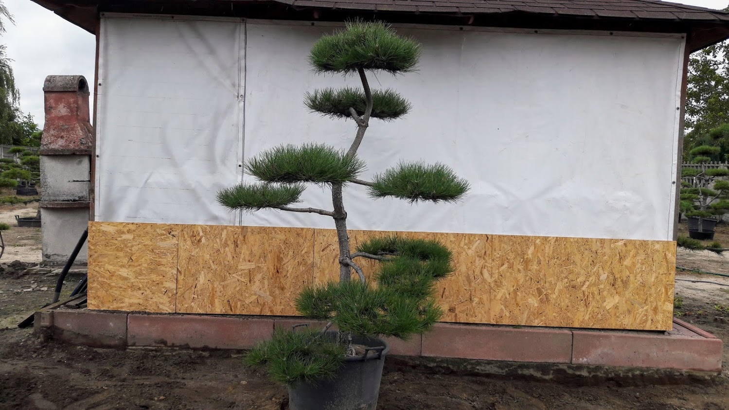 drzewka formowane sosny Bonsai do ogrodu japońskiego