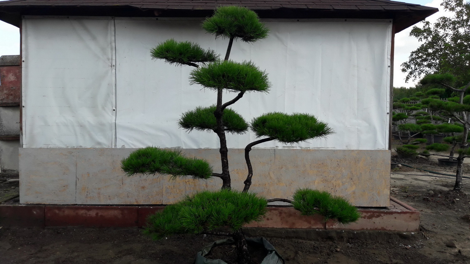 drzewka formowane sosny Bonsai do ogrodu japońskiego