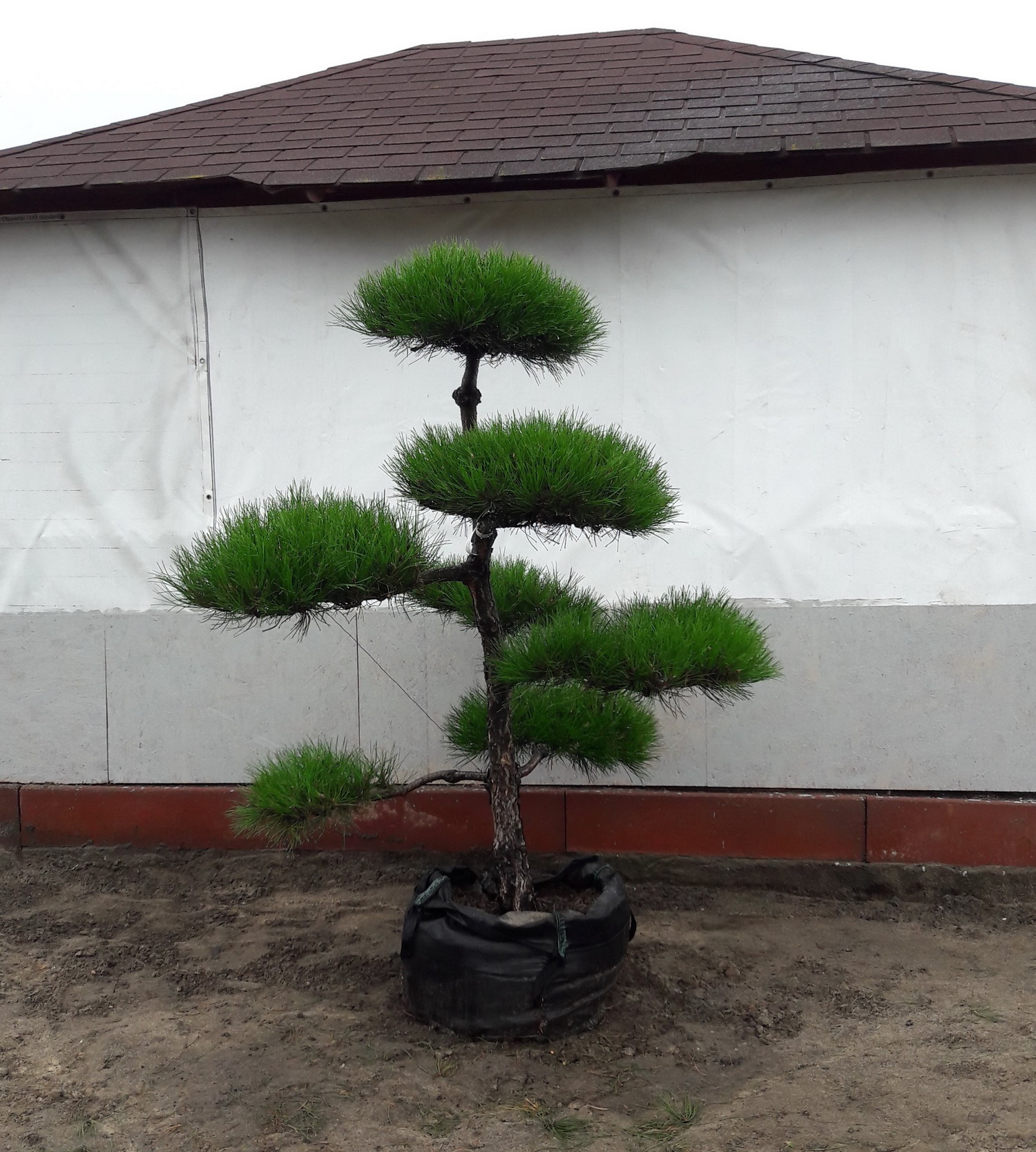 Oferta | Bonsai Ogrodowe
